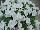 Cohen Propagation Nurseries: Petunia  '1106 Pure White' 