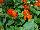 Cohen Propagation Nurseries: Torelus  'Orange Red Orchid' 
