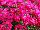 Cohen Propagation Nurseries: Verbena  'Cerise-Red' 