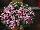 Danziger 'Dan' Flower Farm: Argyranthemum  'Candy Pink' 