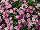 Danziger 'Dan' Flower Farm: Argyranthemum  'Candy Pink' 