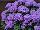 Danziger 'Dan' Flower Farm: Ageratum  'Purple' 