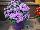 Danziger 'Dan' Flower Farm: Ageratum  'Violet' 