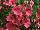 Danziger 'Dan' Flower Farm: Diascia  'Giant Coral' 