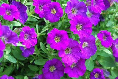 Littletunia® Petunia Violet 