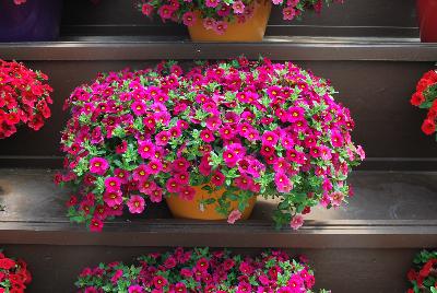 Plant Source International: Calibrachoa Happy Pink™ 