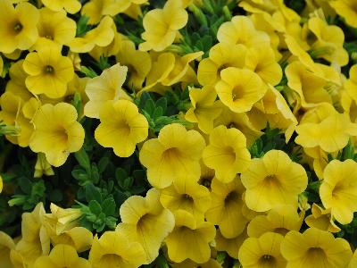 Danziger 'Dan' Flower Farm: Noa Calibrachoa Yellow 