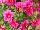 Danziger 'Dan' Flower Farm: Calibrachoa  'Mega Raspberry' 