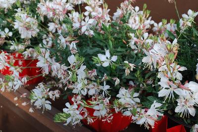 Danziger 'Dan' Flower Farm: Grace™ Gaura Haze 