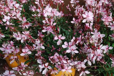 Danziger 'Dan' Flower Farm: Grace™ Gaura Blush 