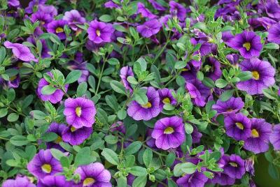 Danziger 'Dan' Flower Farm: Noa Calibrachoa Violet 