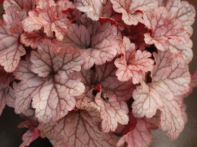 Danziger 'Dan' Flower Farm: Kira Heuchera Jersey 