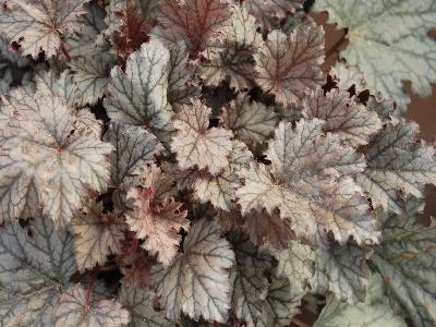 Danziger 'Dan' Flower Farm: Kira Heuchera Rockies 