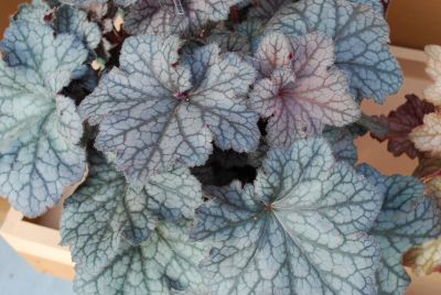 Kira™ Heuchera Alpine Forest 