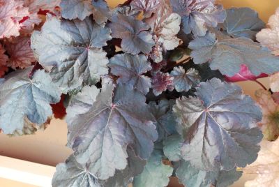 Kira™ Heuchera Black Forest 