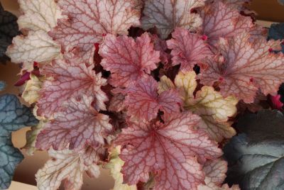 Kira™ Heuchera Oak Forest 