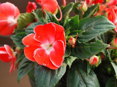 Danziger 'Dan' Flower Farm: Harmony Sweetheart Impatiens-New-Guinea Orange 