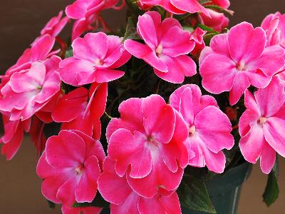 Danziger 'Dan' Flower Farm: Harmony Sweetheart Impatiens-New-Guinea Rose 