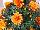 Fides, Inc.: Chrysanthemum  'Bronze' 
