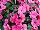 Fides, Inc.: Impatiens  'Pink' 