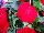 Fides, Inc.: Impatiens  'Red' 