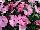 Fides, Inc.: Impatiens  'Sweet Pink' 