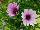 Fides, Inc.: Osteospermum  'Antique Blue' 