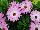 Fides, Inc.: Osteospermum  'Pink Bicolor' 