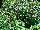 Cultivaris: Ocimum (Basil)  'Green Fayre' 