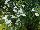 Cultivaris: Lobelia  'White' 