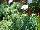 Cultivaris: Lavandula  'Harmony' 