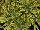 PlantHaven Inc.: Euphorbia  'Ascot Rainbow' 