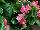Syngenta Flowers, Inc.: Begonia semperflorens 'Rose' 
