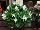 Syngenta Flowers, Inc.: Begonia semperflorens 'White' 