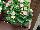 Syngenta Flowers, Inc.: Begonia semperflorens 'Pink' 