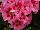 Calliope® Medium Pelargonium interspecific Pink Flame 