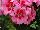 Calliope® Medium Pelargonium interspecific Pink Flame 