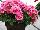 Calliope® Medium Pelargonium interspecific Pink Flame 