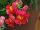 Syngenta Flowers, Inc.: Antirrhinum majus (Snapdragon) 'Orange Flame' 