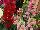 Syngenta Flowers, Inc.: Antirrhinum majus (Snapdragon) 'Mix' 