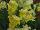 Syngenta Flowers, Inc.: Antirrhinum majus (Snapdragon) 'Yellow' 
