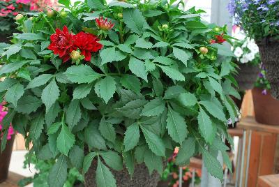 Syngenta Flowers, Inc.: Grandalia™ Dahlia Deep Red 