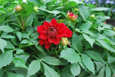 Syngenta Flowers, Inc.: Grandalia™ Dahlia Deep Red 