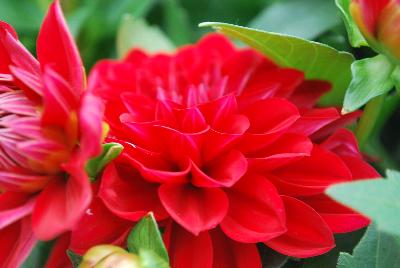 Syngenta Flowers, Inc.: Grandalia™ Dahlia Deep Red 