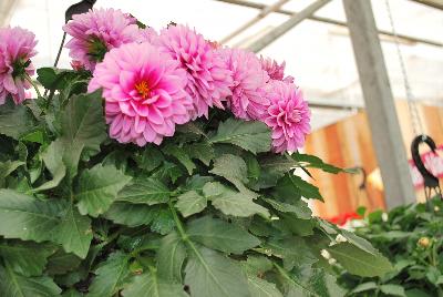 Syngenta Flowers, Inc.: Grandalia™ Dahlia Rose 