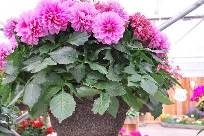 Syngenta Flowers, Inc.: Grandalia™ Dahlia Rose 