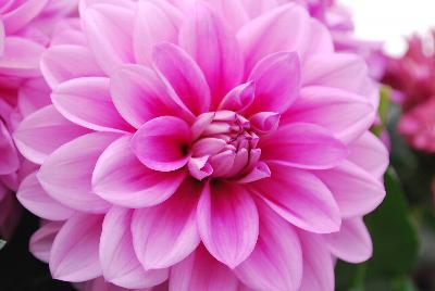 Syngenta Flowers, Inc.: Grandalia™ Dahlia Rose 