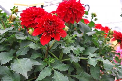 Syngenta Flowers, Inc.: Grandalia™ Dahlia Deep Red 