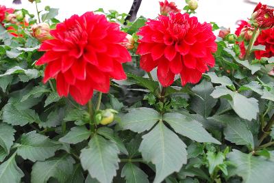 Syngenta Flowers, Inc.: Grandalia™ Dahlia Deep Red 