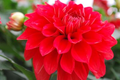 Syngenta Flowers, Inc.: Grandalia™ Dahlia Deep Red 